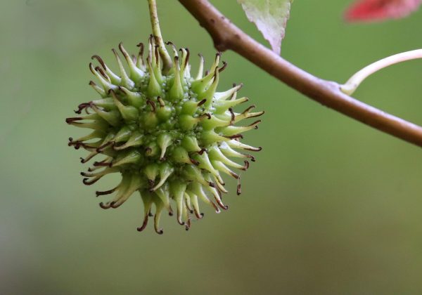 《兰香如故》剧情场景：古装女主角在兰花盛开的庭院中独自沉思，白色汉服随风轻扬，背景是精雕细琢的回廊与远山，画面诗意唯美